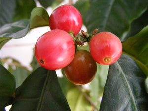 Lavazza Voted Most Ethical Brand at European Coffee Awards